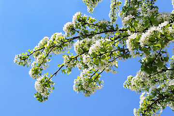 Image showing Branch of a spring tree with beautiful white flowers