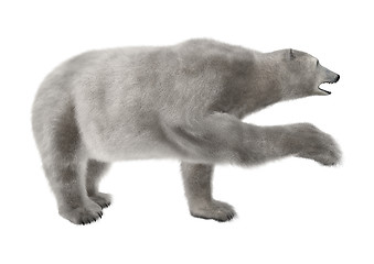 Image showing Polar Bear