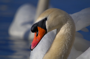 Image showing Swan