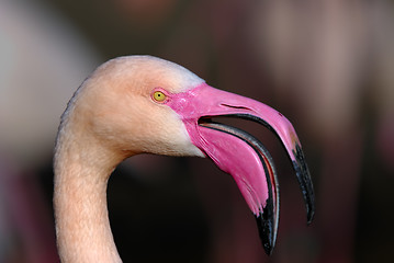 Image showing Pink flamingo