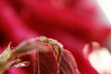 Image showing Green aphid