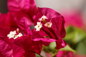 Image showing Bougainvillea