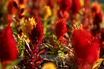 Image showing Red flower 