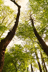 Image showing Forest at spring