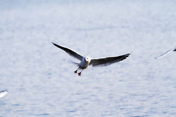 Image showing Seagull