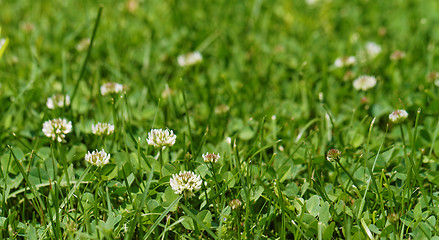 Image showing Alfalfa