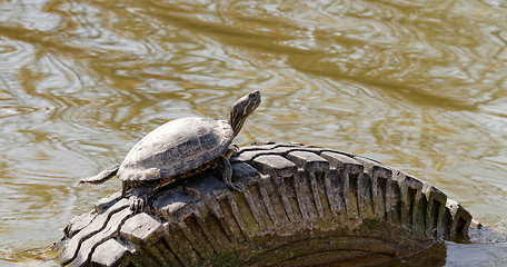 Image showing Cute turtle