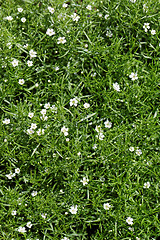 Image showing Sweet alyssum