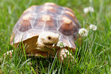 Image showing African Spurred Tortoise