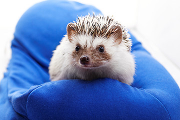 Image showing Cute hedgehog