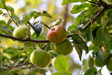 Image showing Green apple