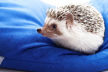 Image showing Cute hedgehog