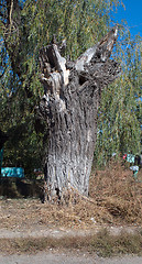 Image showing tree trunk