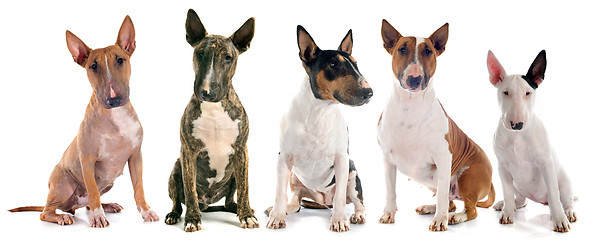 Image showing bull terriers