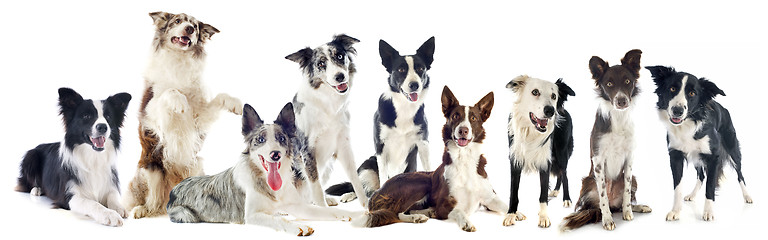 Image showing border collies