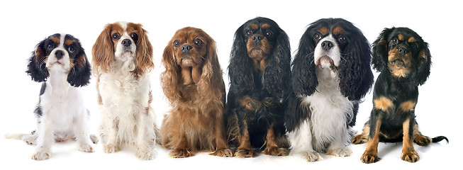 Image showing six cavalier king charles