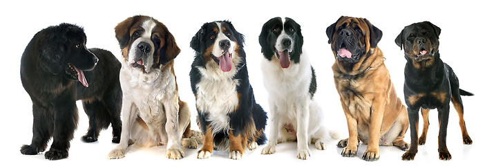 Image showing giant dogs