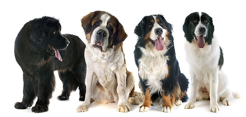 Image showing mountain dogs