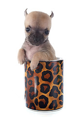 Image showing puppy chihuahua in cup