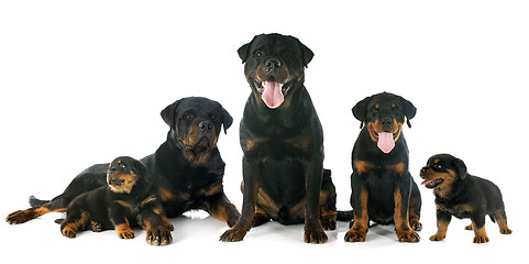 Image showing puppies and adults rottweiler