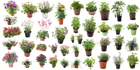 Image showing aromatic herbs and flower plants