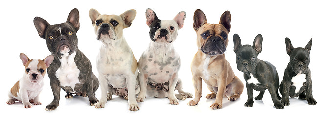 Image showing french bulldogs