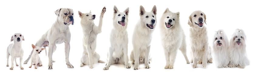 Image showing white dogs