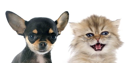 Image showing puppy chihuahua and kitten