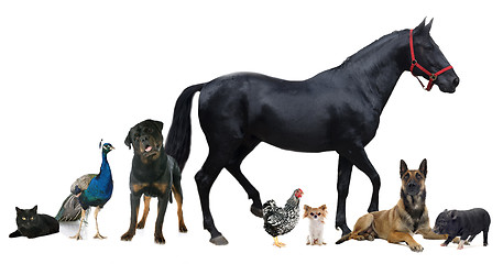 Image showing group of animals