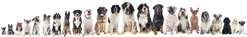 Image showing group of dogs