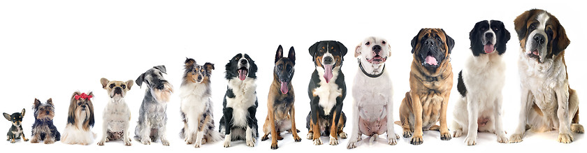 Image showing group of dogs