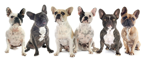 Image showing french bulldogs 