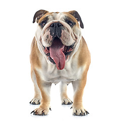 Image showing english bulldog