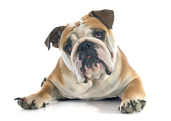 Image showing english bulldog