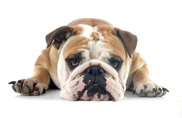 Image showing english bulldog