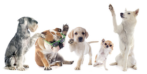 Image showing five dogs