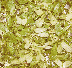 Image showing Retro looking Green salad vegetables