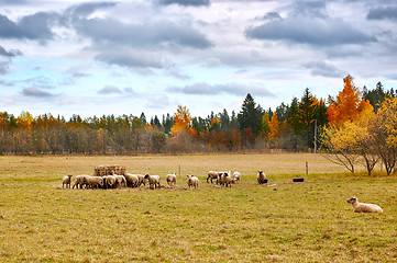 Image showing autumn landscape with sheep