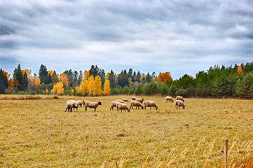 Image showing autumn landscape with sheep