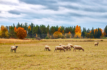 Image showing autumn landscape with sheep