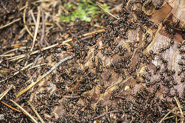 Image showing Ants colony