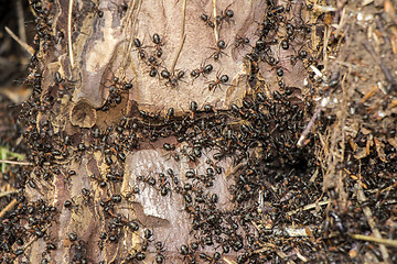 Image showing Ants colony