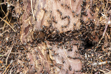 Image showing Ants colony