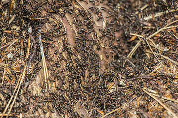 Image showing Ants colony