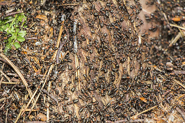 Image showing Ants colony