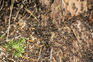 Image showing Ants colony