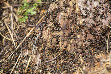 Image showing Ants colony