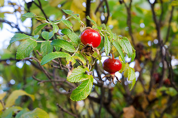 Image showing Rosehip