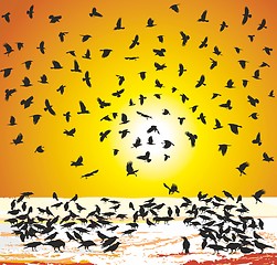 Image showing Crows in winter at sunset 
