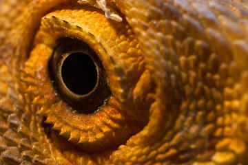 Image showing Eye of a Bearded Dragon